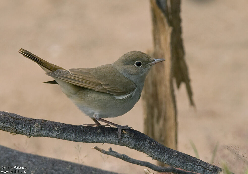 Common Nightingale