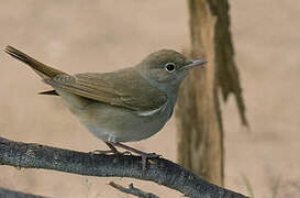 Common Nightingale