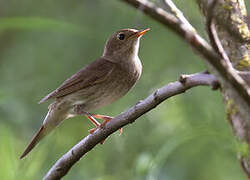 Thrush Nightingale