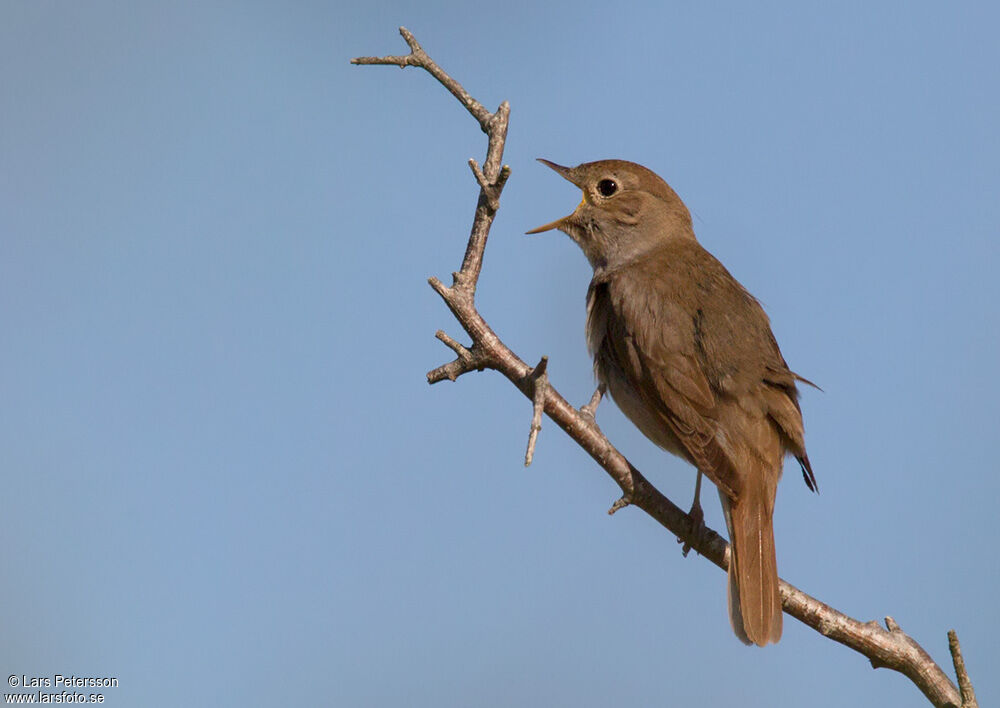 Thrush Nightingale