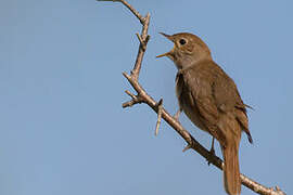 Thrush Nightingale