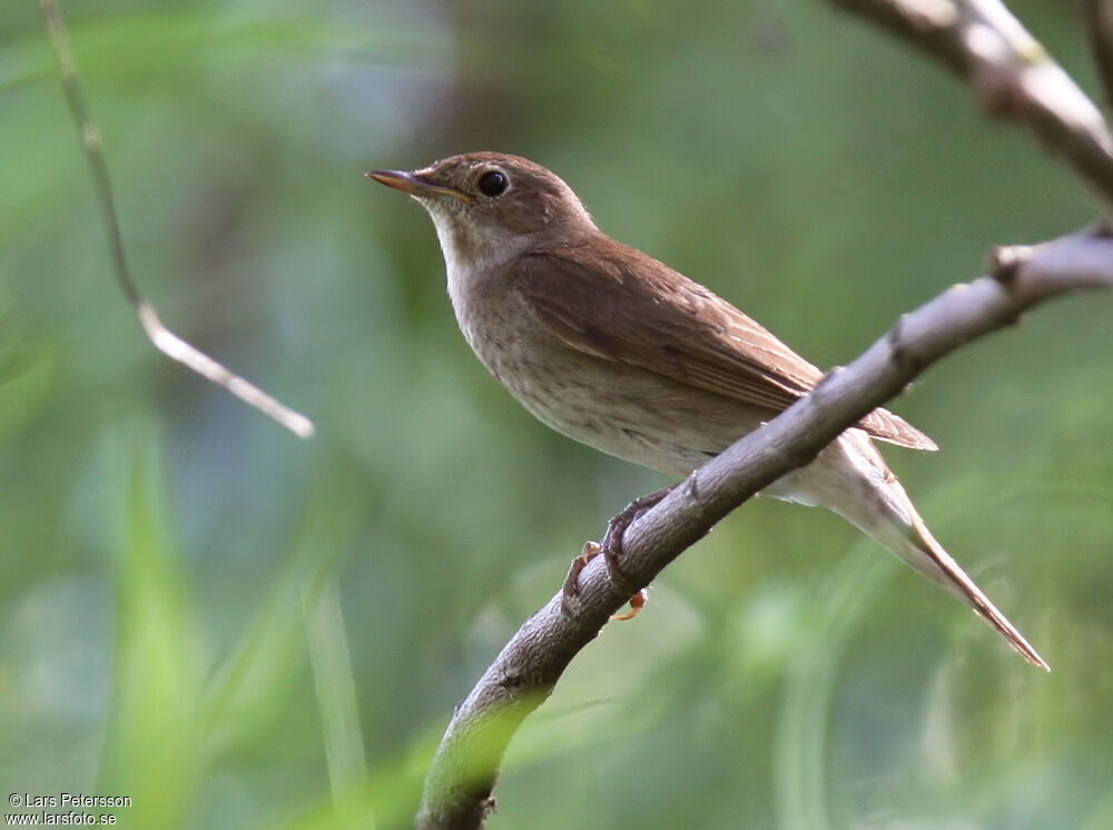 Thrush Nightingale