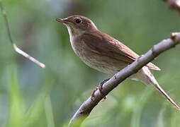 Thrush Nightingale