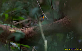 Forest Robin