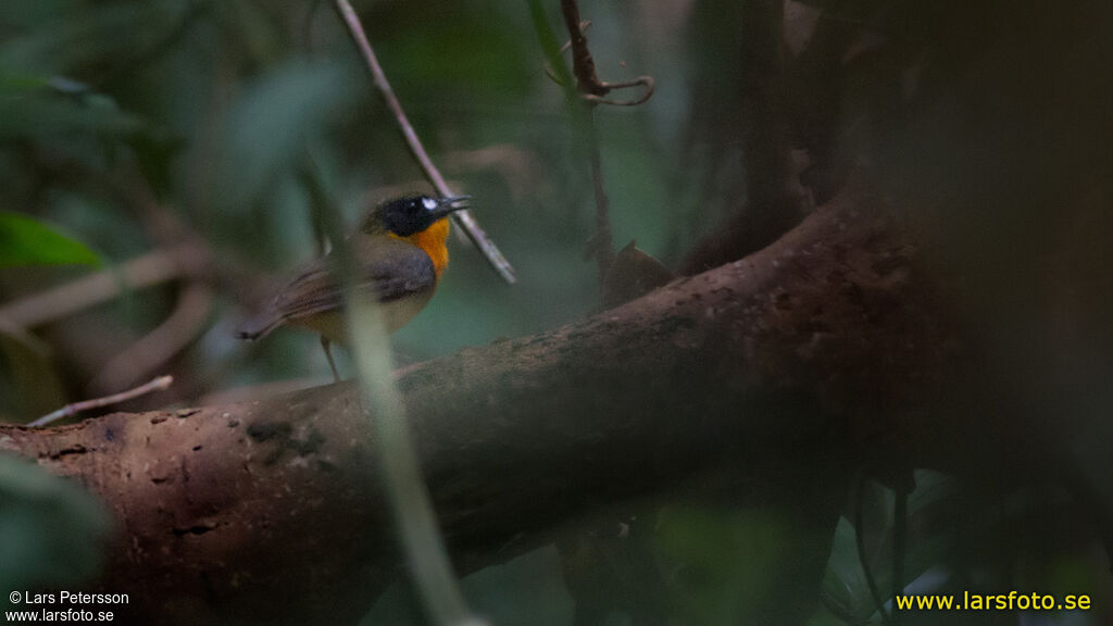 Forest Robin