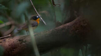 Forest Robin