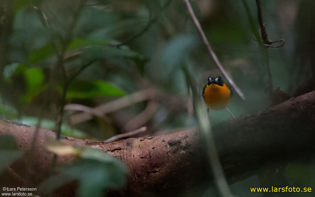 Forest Robin