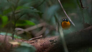 Forest Robin