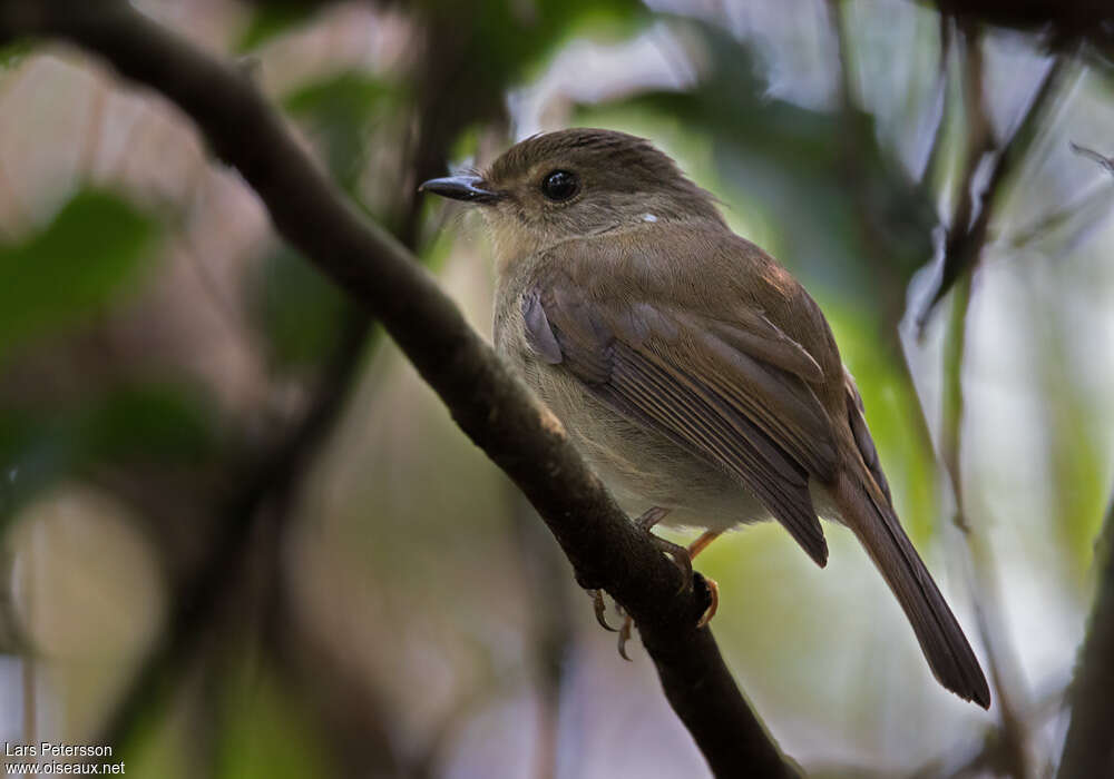 Gabela Akalatadult, identification