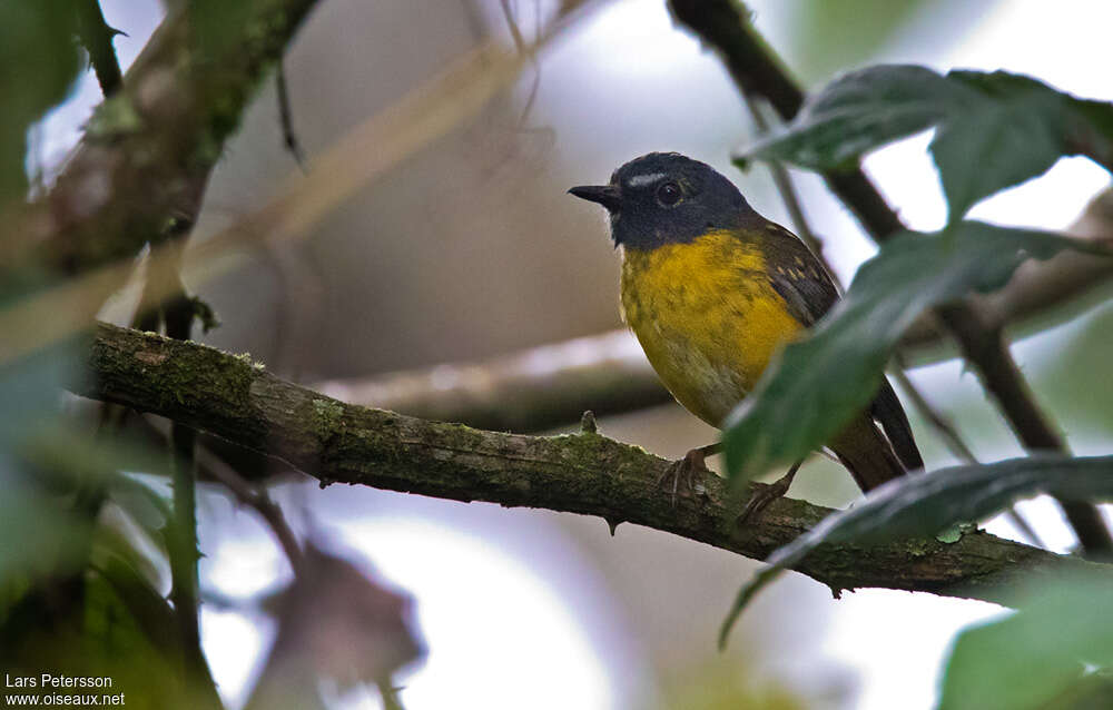 White-starred Robinadult, habitat, pigmentation