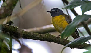 White-starred Robin