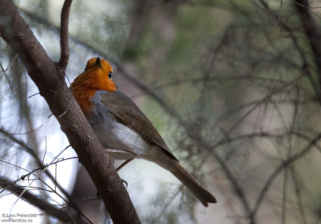 European Robin