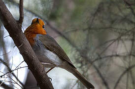 European Robin