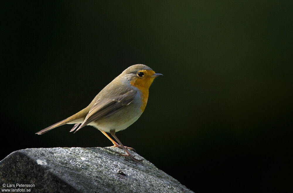 European Robin