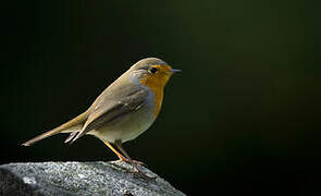 European Robin