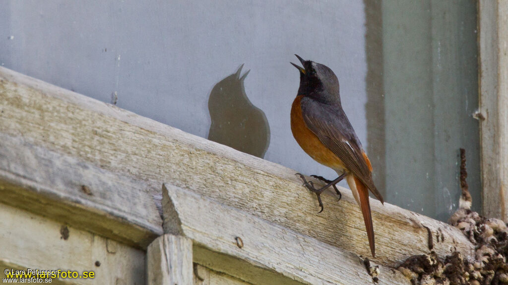 Common Redstart