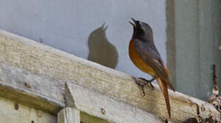 Common Redstart