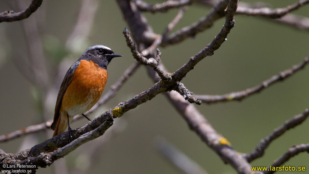 Common Redstart