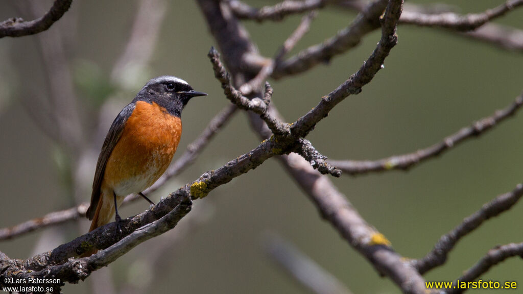 Common Redstart