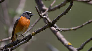 Common Redstart