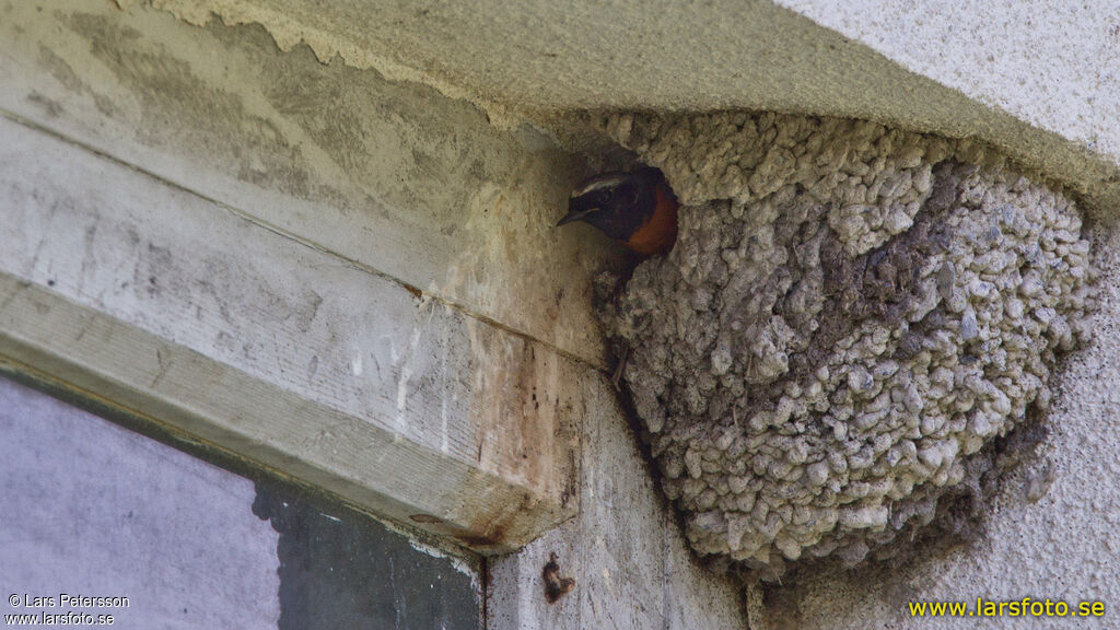 Common Redstart