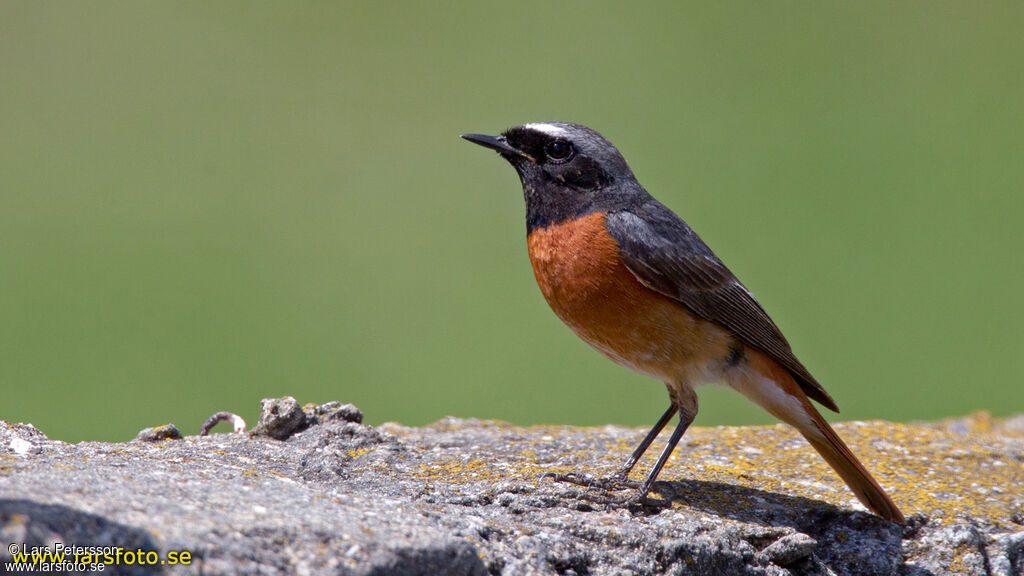 Common Redstart