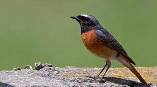 Common Redstart