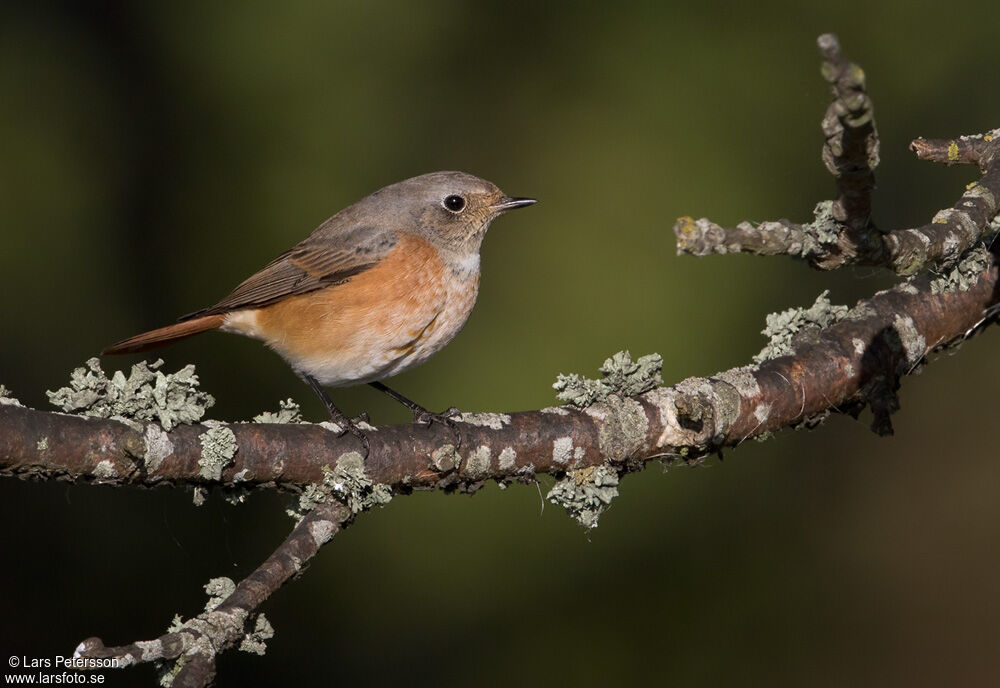 Common Redstart