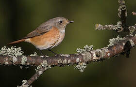 Common Redstart