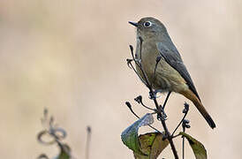 Blue-fronted Redstart