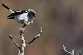 Blue-capped Redstart