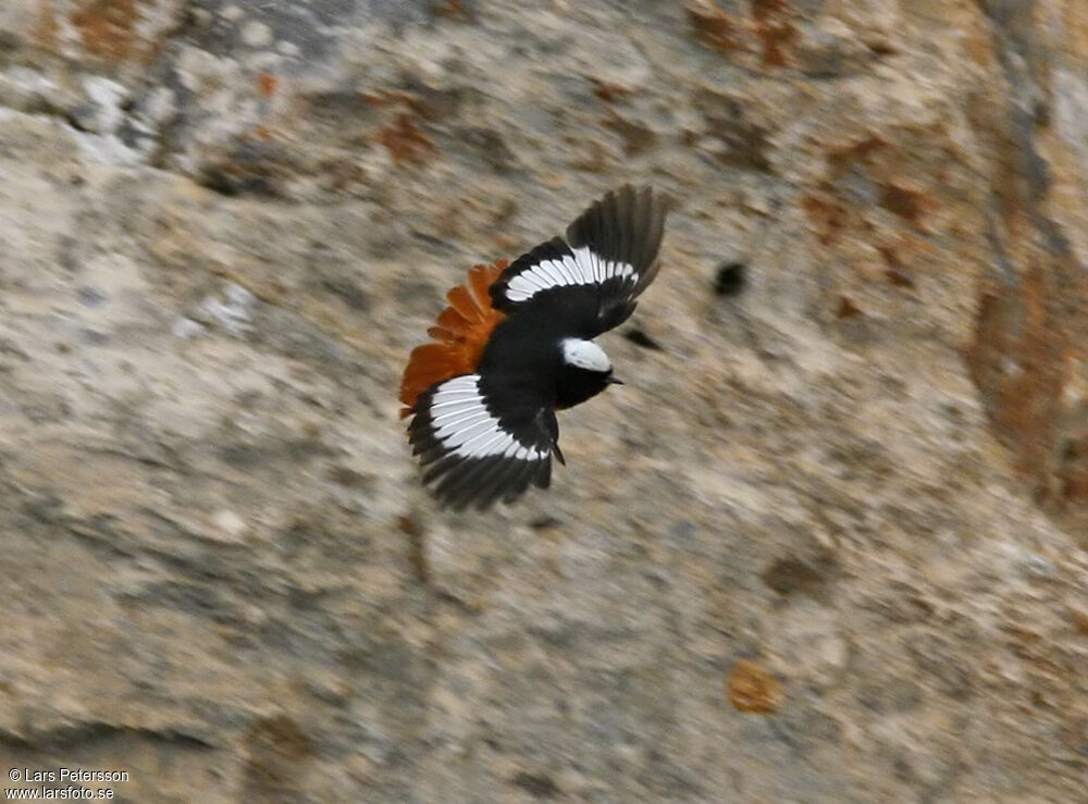 Güldenstädt's Redstart