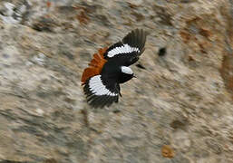 Güldenstädt's Redstart