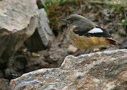 Güldenstädt's Redstart