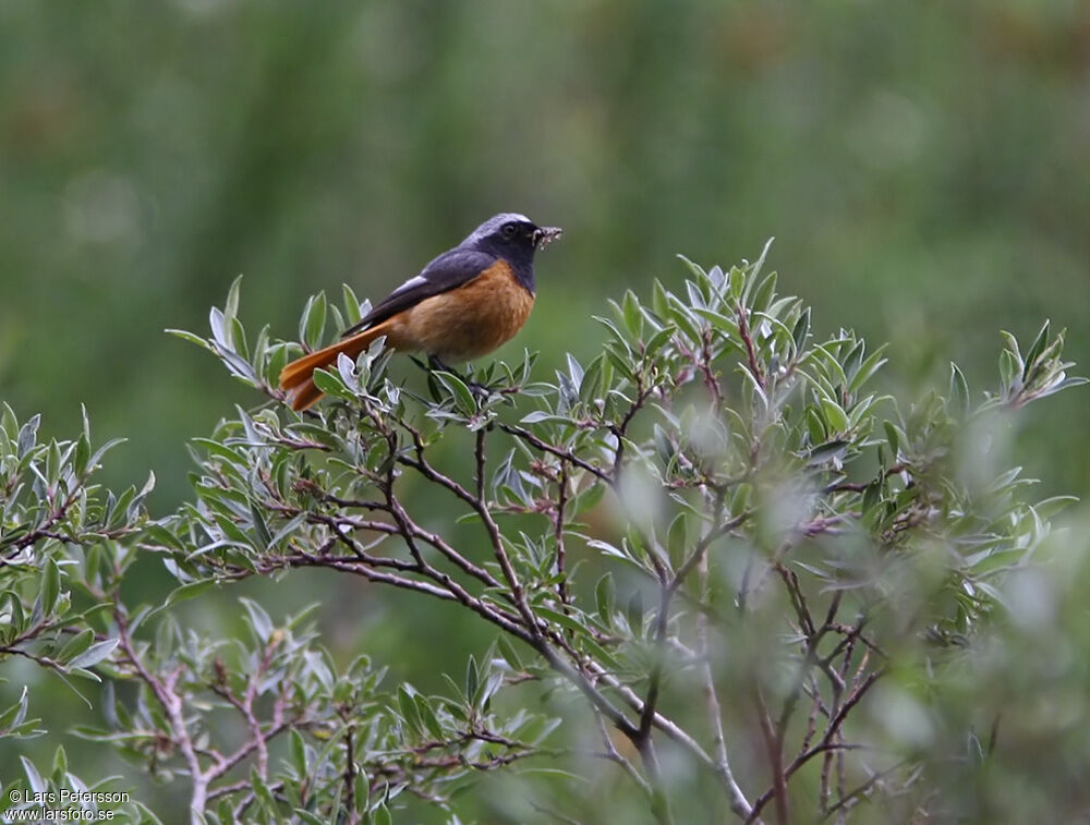 Hodgson's Redstart