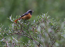 Hodgson's Redstart