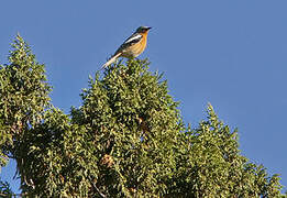 Przevalski's Redstart