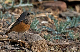 Black Redstart