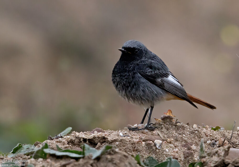 Black Redstart