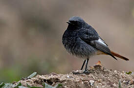 Black Redstart