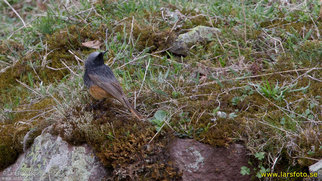 Black Redstart