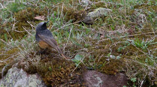 Black Redstart