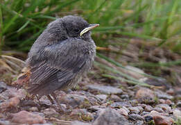 Black Redstart