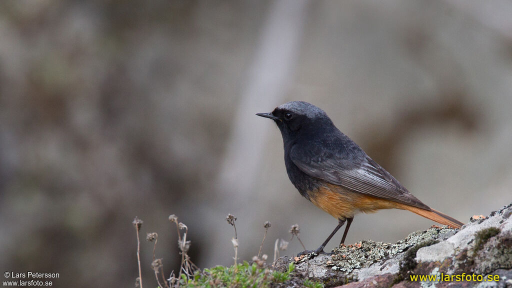 Black Redstart