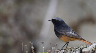 Black Redstart