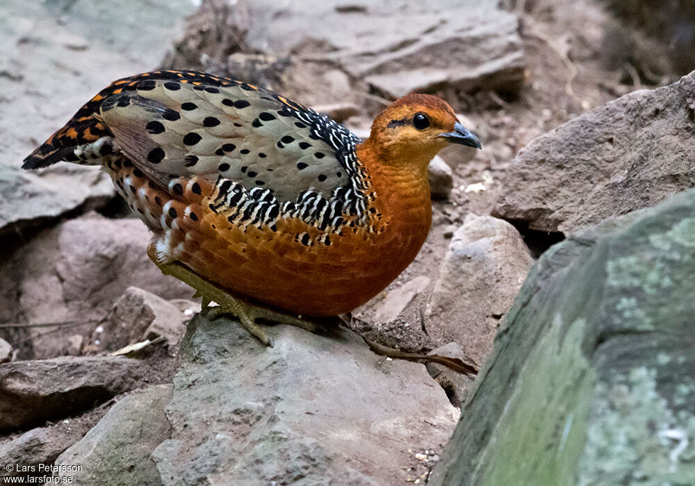 Ferruginous Partridge