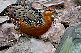 Ferruginous Partridge