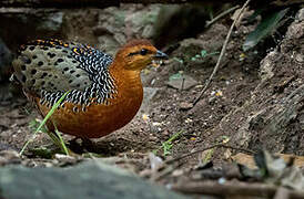 Ferruginous Partridge