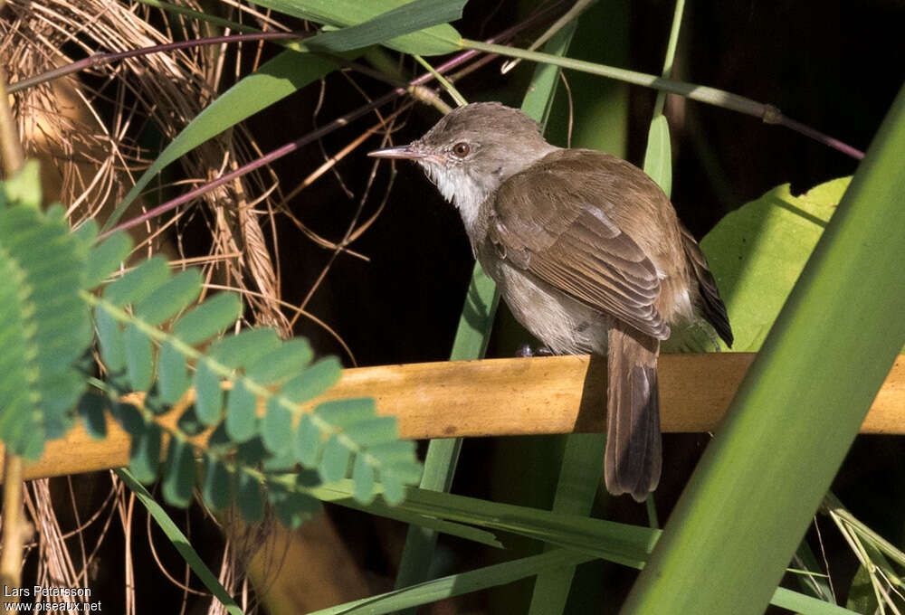 Lesser Swamp Warbleradult, habitat, pigmentation, Behaviour