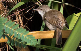 Lesser Swamp Warbler